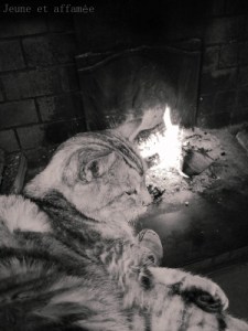 Le chat au coin du feu