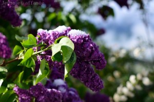 lilas violet