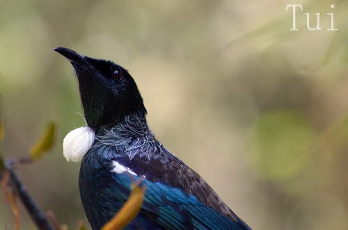 Tui