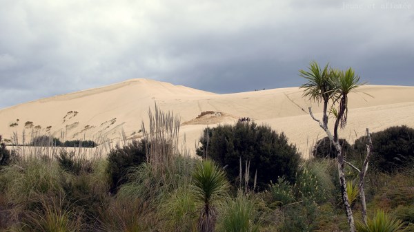 Te Paki sand dunes, Northland, New-Zealand