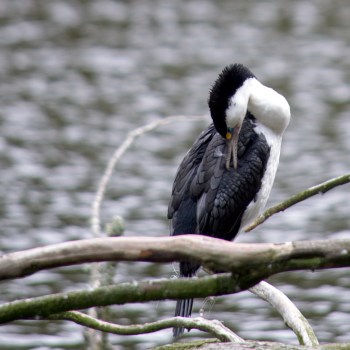 Réserve naturelle Zealandia, Wellington