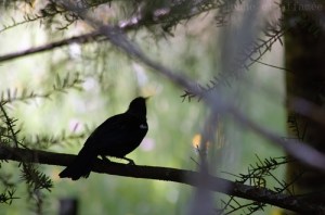 Tui, Nouvelle-Zélande, oiseau