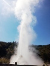 Lady Knox, geyser, Wai-o-Tapu, New-Zealand