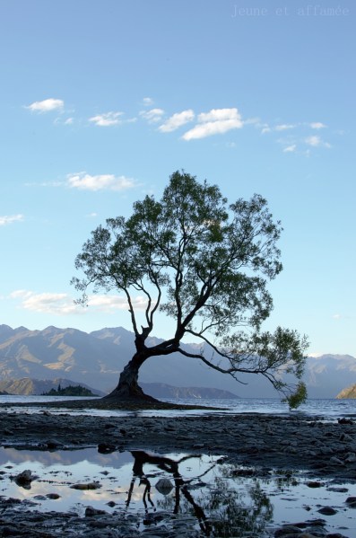 L'arbre solitaire de Wanaka