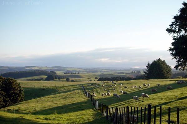 Collines verdoyantes Nouvelle-Zélande