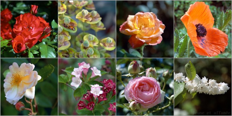 Fleurs rencontrées sur la coulée verte