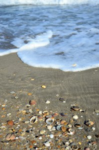 Des coquillages par milliers
