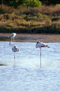Des flamands pas très roses