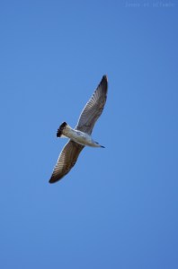 Une mouette en vol