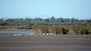 Réserve naturelle du Bagnas, Hérault