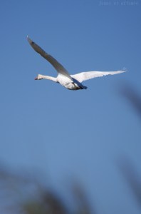 Un cygne en vol