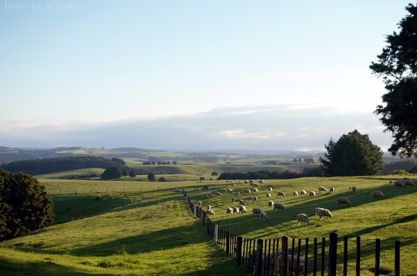 Nouvelle-Zélande, collines et moutons