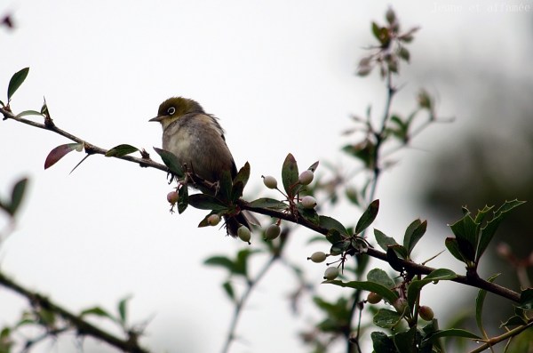 Silver eye, nz bird