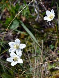 Parnassie des marais - petite fleur blanche
