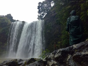 Whangarei Falls