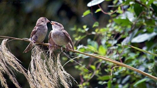 oiseaux se donnant la becquée
