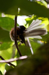 Fantail photographié à Zealandia, Wellington
