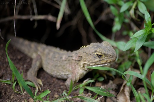 Le tuatara, un lézard endémique de Nouvelle-Zélande