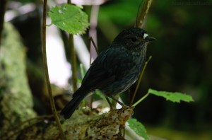 Le robin de l'île du Nord