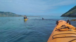 Sortie kayak, Otago peninsula