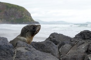 Bébé otarie à fourrure