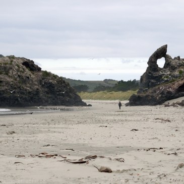 Plaga d'Aramoana, Otago peninsula