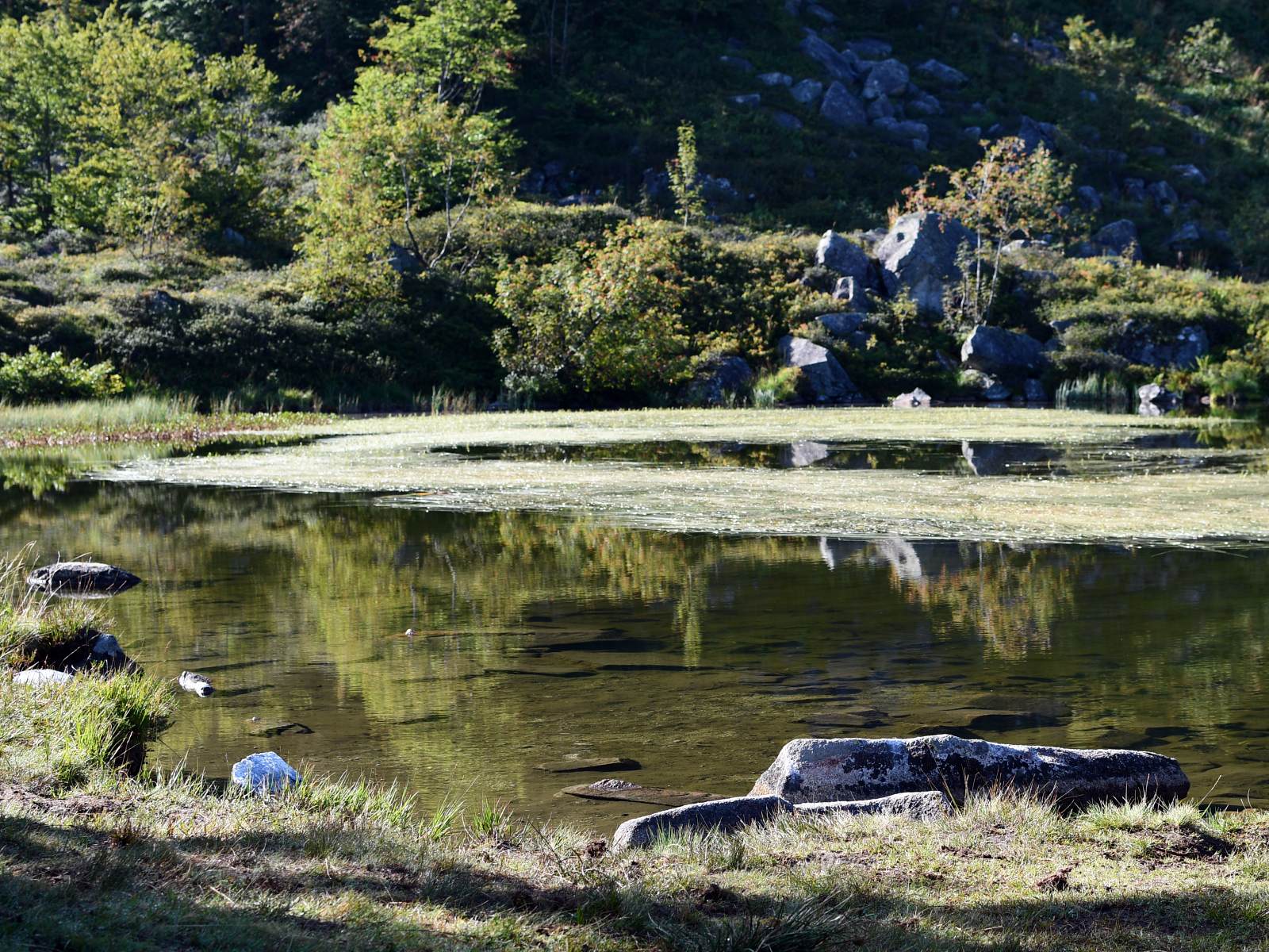 Petit étang dans des tons de vert qui se confond avec le paysage