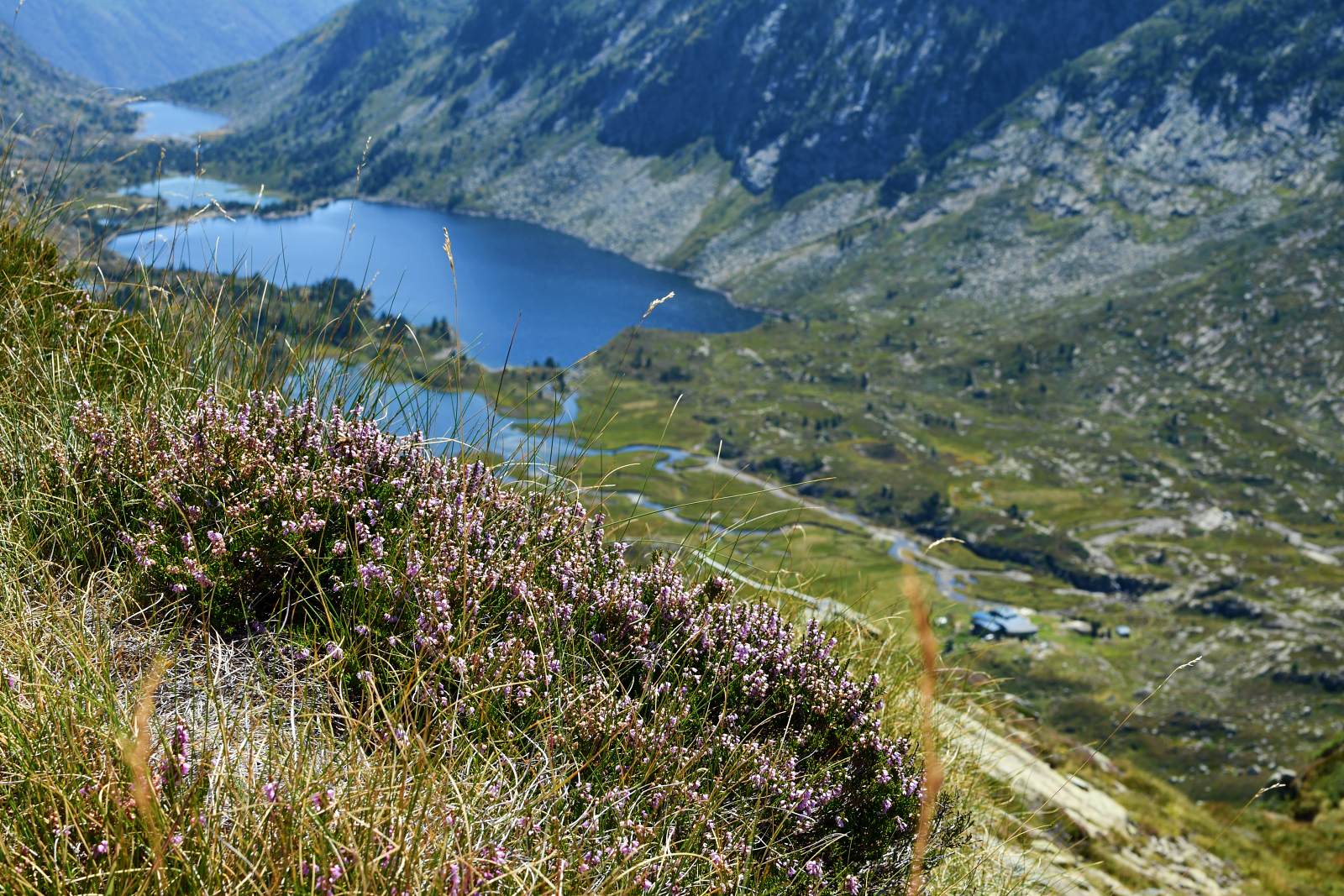 Derrière un pied de bruyère au premier plan, on aperçoit des étangs et un refuge de montagne