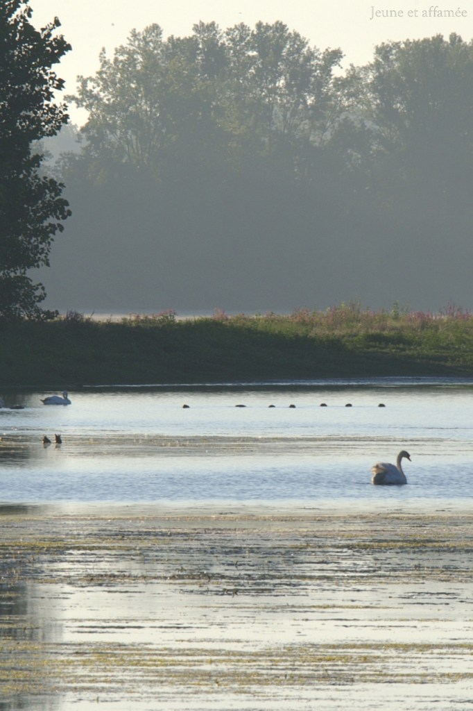 Réserve ornithologique de Saint Nicolas de la Grave