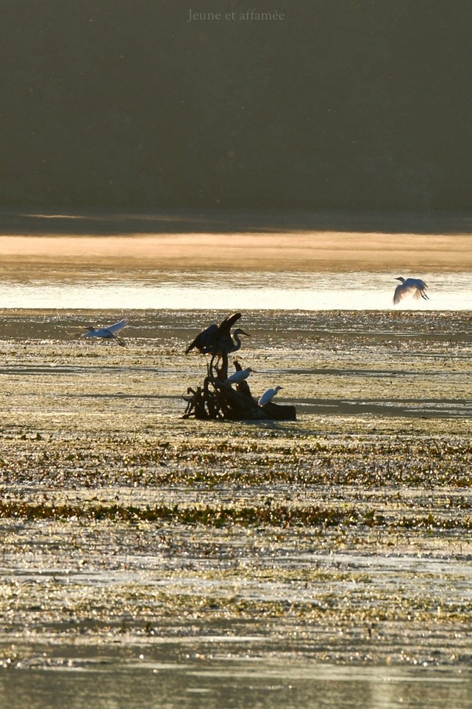 Lever de soleil sur la réserve ornithologique de Saint Nicolas de la Grave