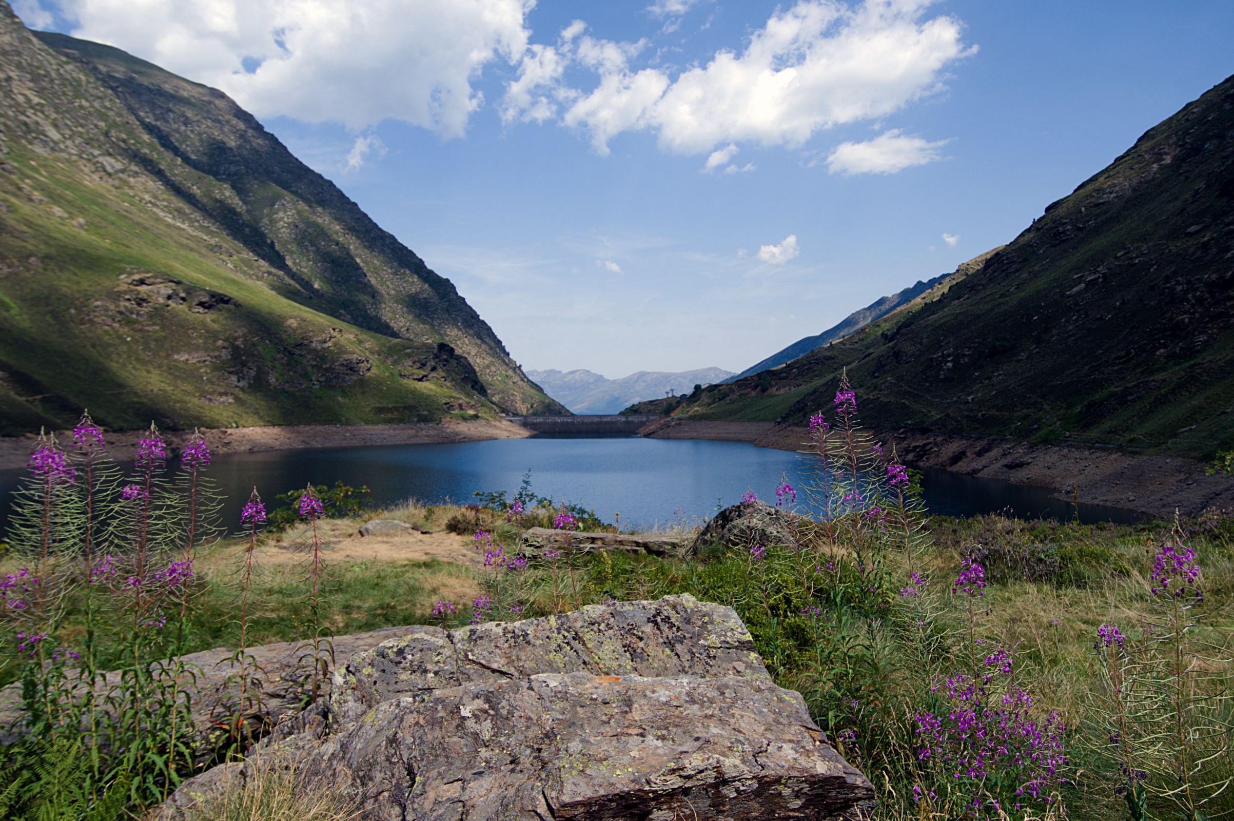 Etang d'Izourt, avec de grandes fleurs violettes au premier plan