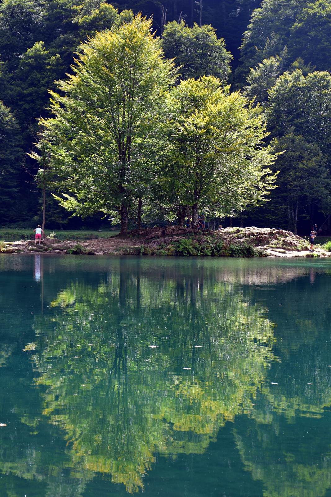 Reflet de deux arbres sur l'eau turquoise d'un lac
